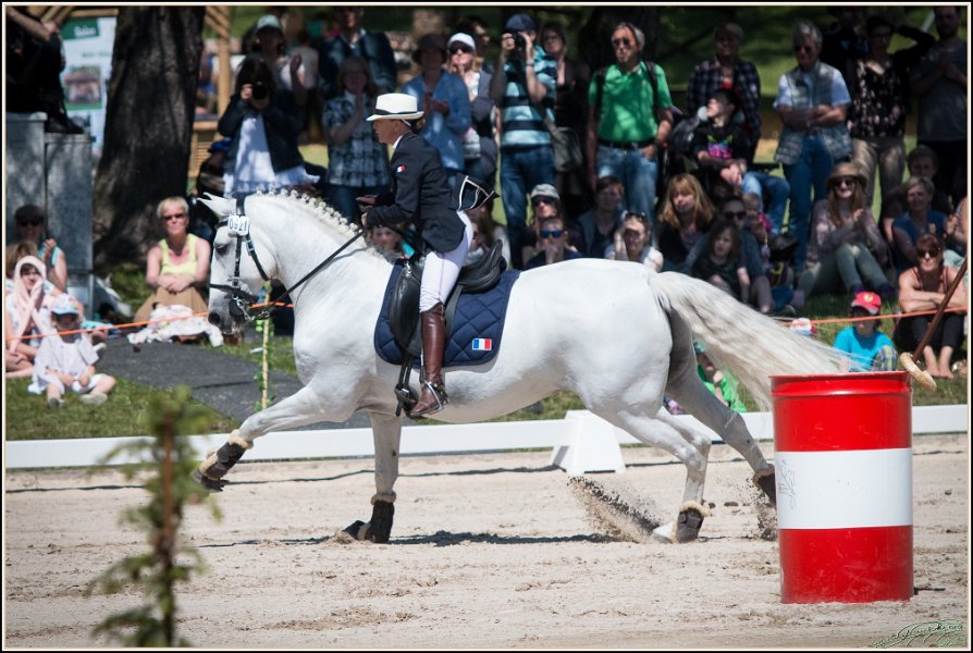 Pferd International 177